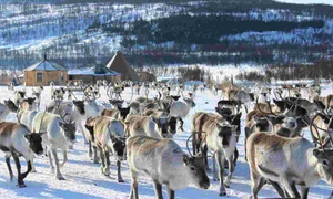 spot the wolf among the reindeers jpg