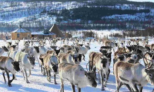 spot the wolf among the reindeers jpg
