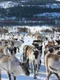spot the wolf among the reindeers jpg
