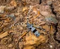 Rosalia Alpina   Foto Parcul Natural Grădiștea Muncelului Cioclovina (6) jpg