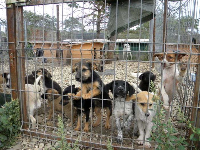 Câinii din adăpostul de la Bucov pot fi luaţi acasă doar dacă adoptatorul întruneşte mai multe condiţii cumulative. FOTO Dana Mihai