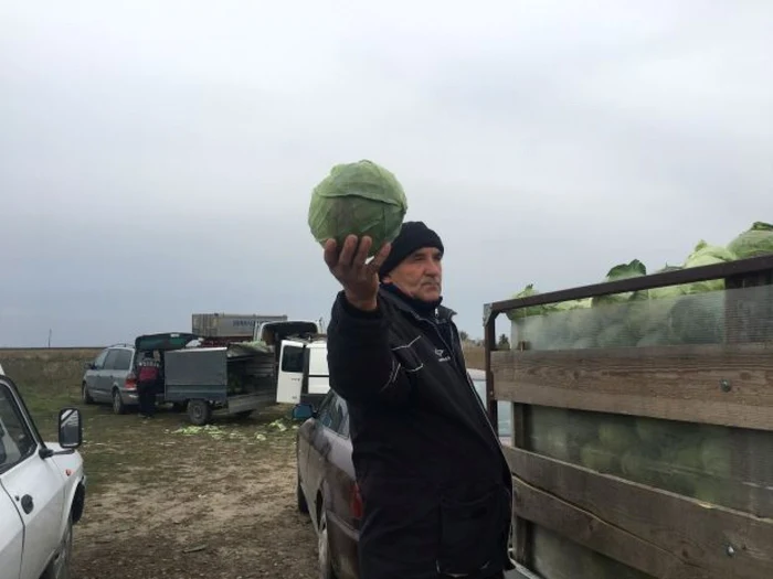 Prima varză românească a plecat spre pieţele din toată ţara