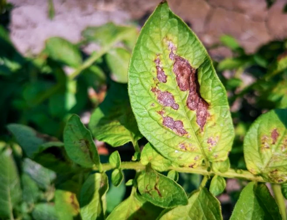 
    Cultura de cartofi poate fi atacată de peste 400 de dăunători și boli infecțioasefoto: Shutterstock  