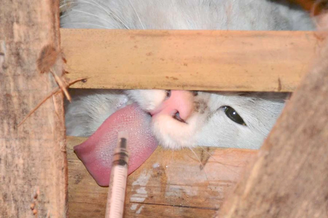 Micuţele feline care  nu aveau apă, nici  mâncare, au fost  salvate de mai mulţi  iubitori de animale ( Fotografii: Reuters)