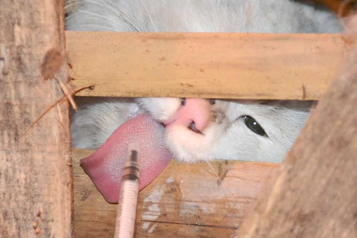 Micuţele feline care nu aveau apă, nici mâncare, au fost salvate de mai mulţi iubitori de animale ( Fotografii: Reuters)