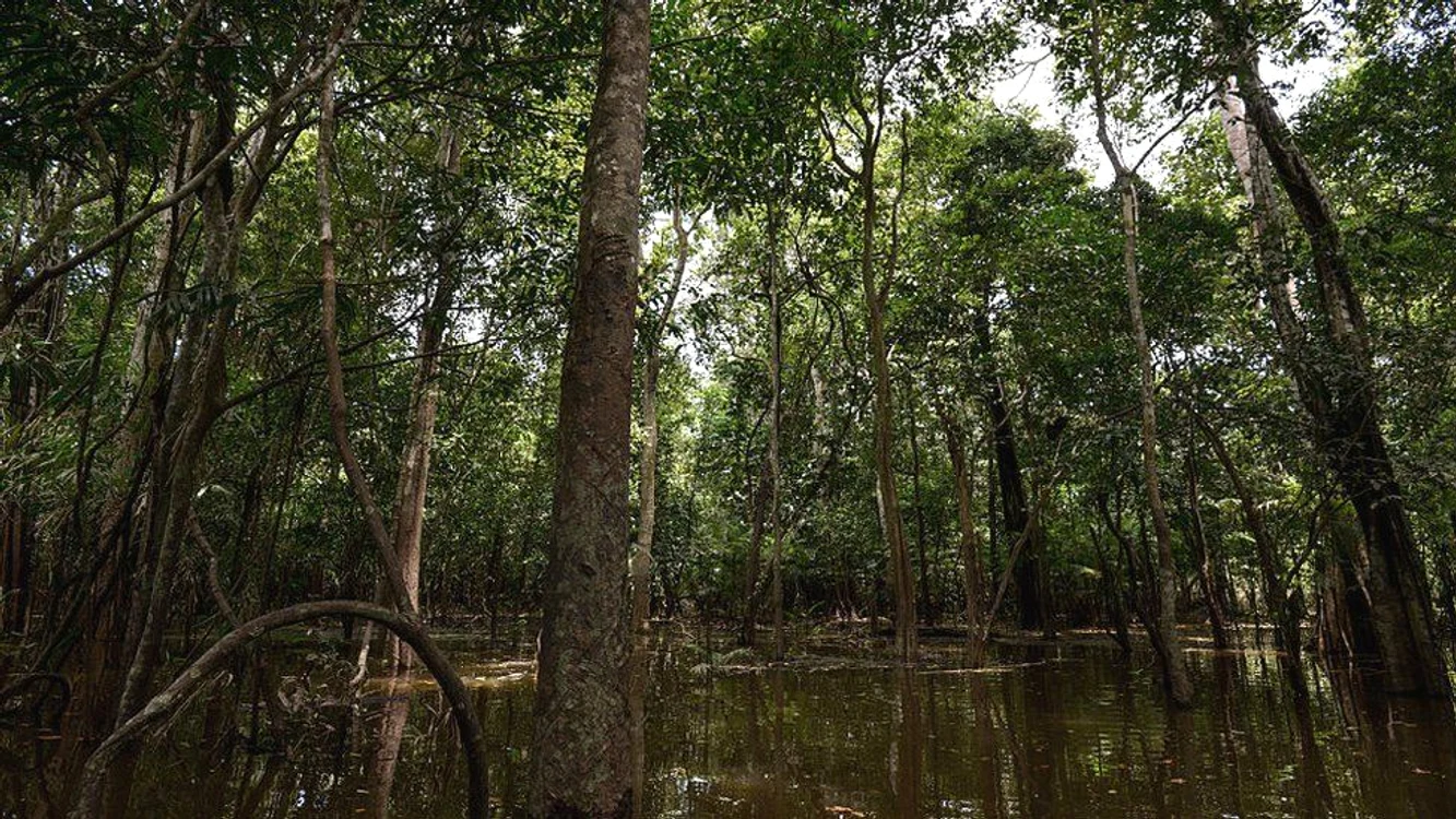 Multe persoane s-au pierdut în jungla amazoniană de-a lungul timpului Sursă foto: Gettyimages