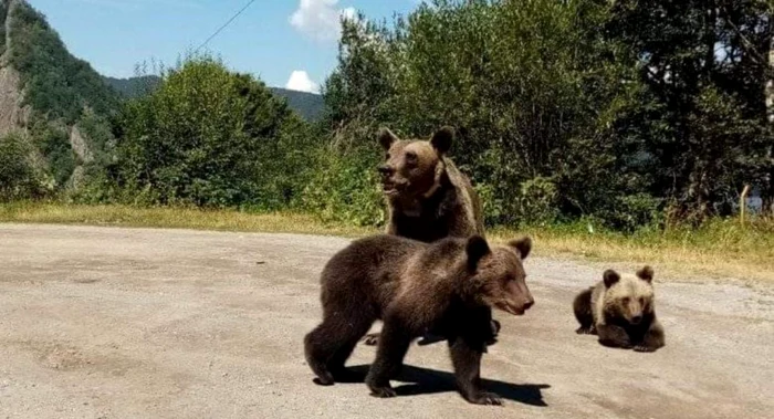 Turista hrănea un urs direct din maşina personală FOTO: Jandarmeria Argeş