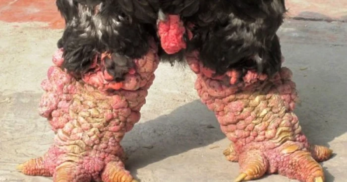 Găinile Dong Tao au picioarele de grosimea unui antebraţ de om/FOTO Oddity Central