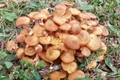 Ciuperci Comestibile. Foto Romsilva jpg