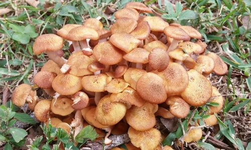 Ciuperci Comestibile. Foto Romsilva jpg