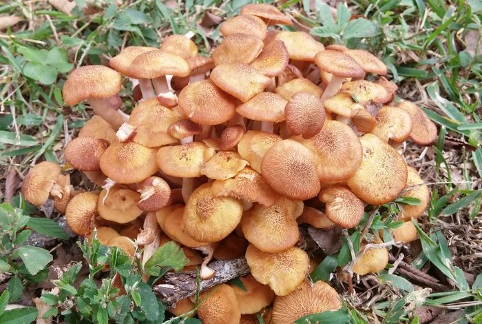 Ciuperci comestibile. Foto: Romsilva