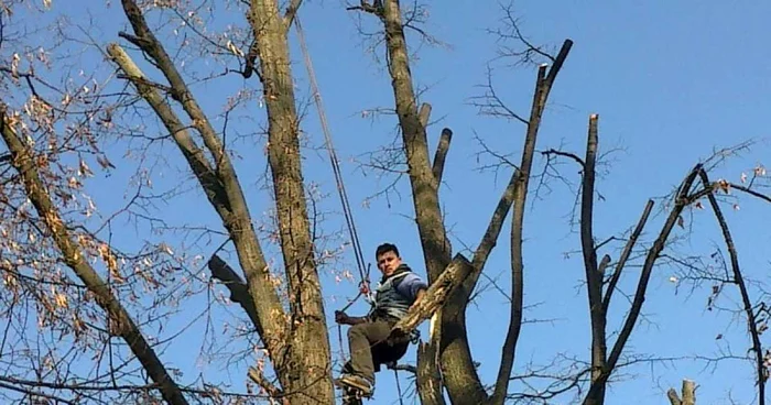 În multe cazuri, copacii sunt mutilaţi. Foto: parcuri.ro