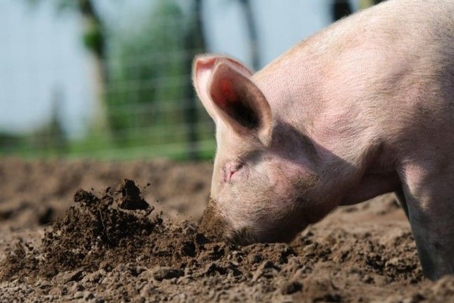 Focar de pestă în Olt. Cadavre de animale aruncate și carne „cu trasabilitate necunoscută” în frigider  