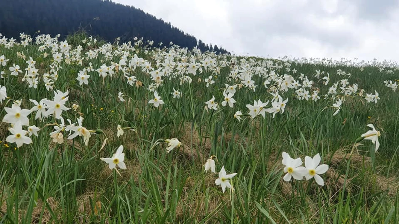 Rezervația Poiana cu narcise FOTO Parcul Natural Muntii Maramuresului