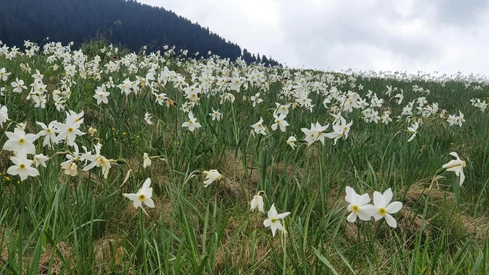 Rezervația Poiana cu narcise FOTO Parcul Natural Muntii Maramuresului