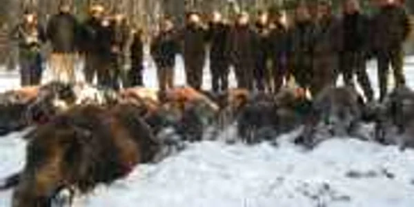 „Puşcaşii“ suceveni s-au pozat cu trofeele la finalul unei partide de vânatoare la mistreţi