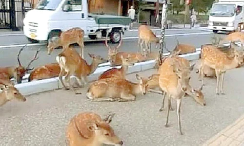 Animalele se hrănesc  cu florile de pe  morminte (Fotografii: citynews ro, Glasul Aradului) jpeg