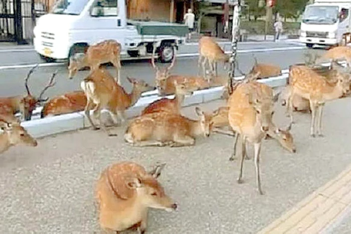 Animalele se hrănesc  cu florile de pe  morminte (Fotografii: citynews.ro, Glasul Aradului)