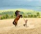 10 karpathia horse show 2018 9 jpg jpeg
