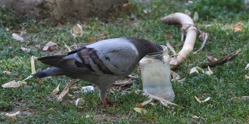 Un porumbel caută apă într-un borcan gol