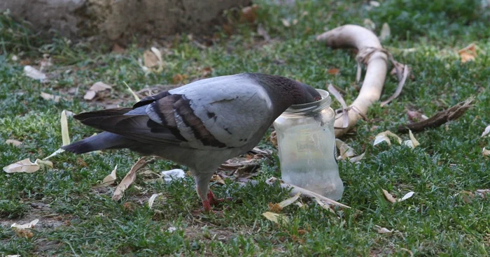 Un porumbel caută apă într-un borcan gol