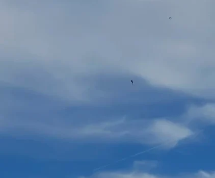 Parașutist la un pas de tragedie FOTO: Captură video