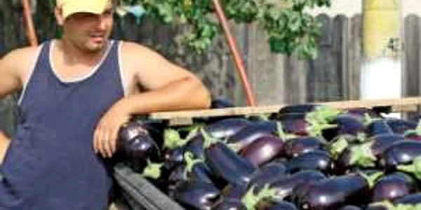 Vânzător la drumul mare