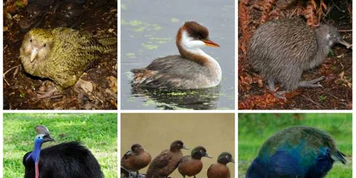 pasari care nu zboara