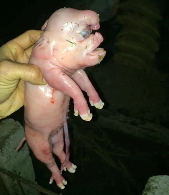 porc cu penis)