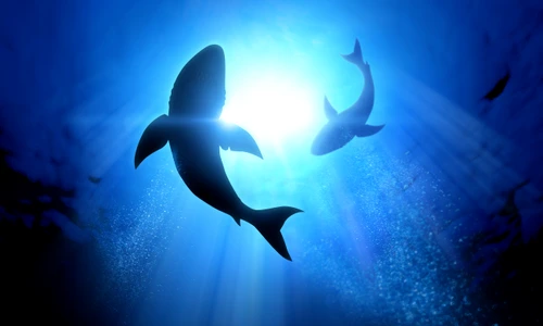 1 rechini shutterstock 213109039 jpg jpeg