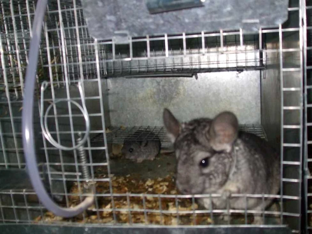 Ghorghe Făşie este singurul crescător de chinchilla din Ialomiţa FOTO: arhvă slobozia.adevarul.ro