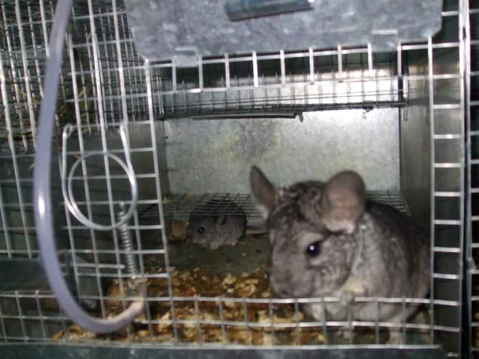 Ghorghe Făşie este singurul crescător de chinchilla din Ialomiţa FOTO: arhvă slobozia.adevarul.ro