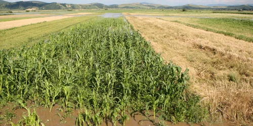 Condiţiile meteo vor benefice pentru agricultură Foto: Adevărul