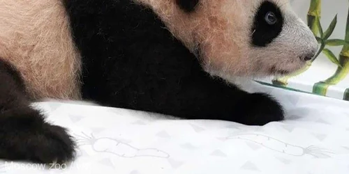 katiusa   primul  urs panda gigant din RUSIA FOTO Moscow Zoo jpg