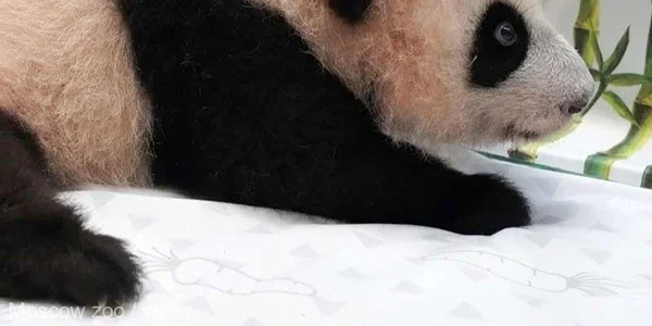 katiusa   primul  urs panda gigant din RUSIA FOTO Moscow Zoo jpg