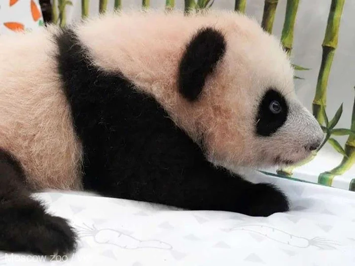 Puiul de panda, în vârstă de patru luni, a primit numele Katiuşa. FOTO: Zoo Moscova