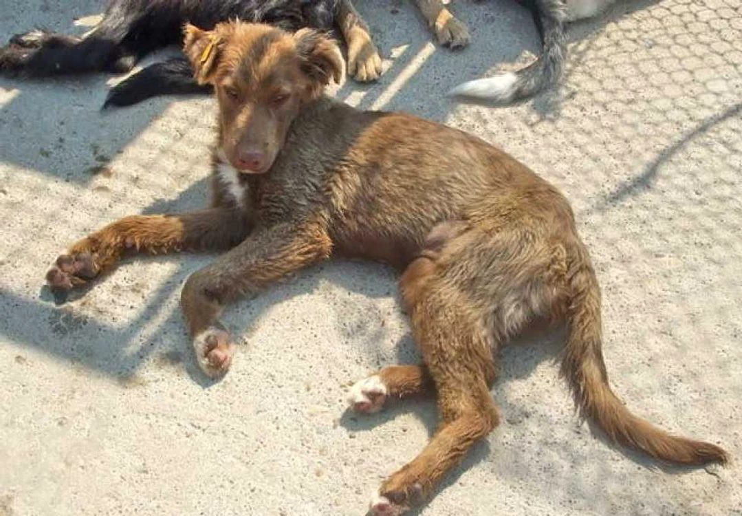 Câini pentru adopție