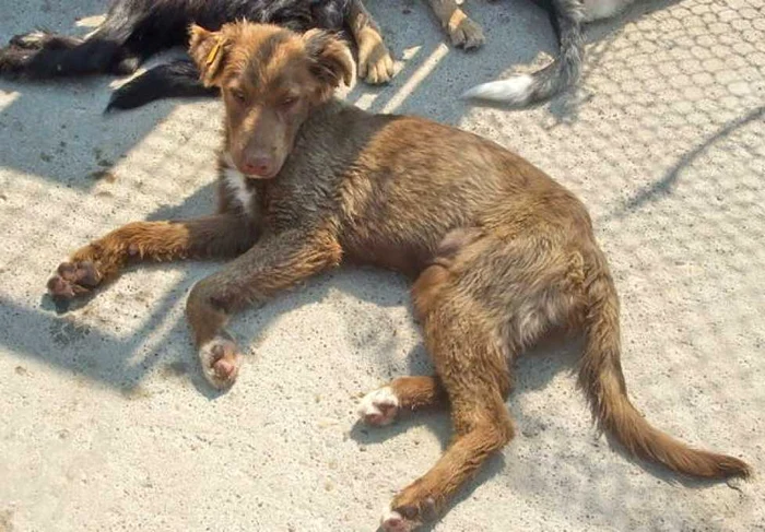 Câini pentru adopție