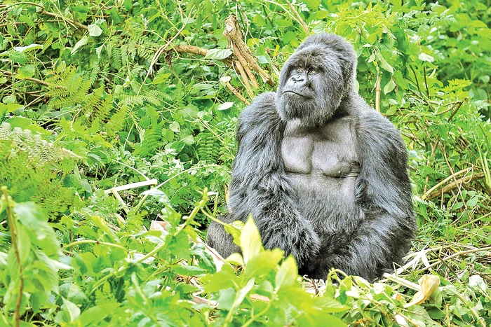 Gorilele de munte din rezervaţie ţinute la 11 metri distanţă de orice om