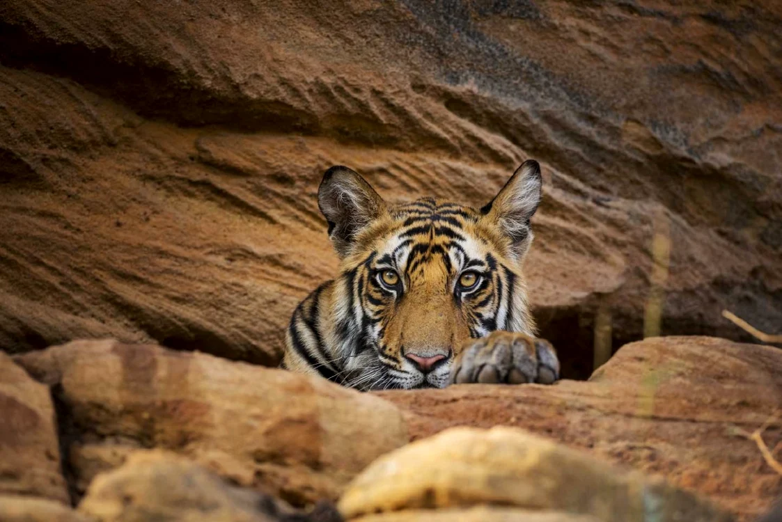 Tigrul este una dintre speciile aflate în pericol FOTO BBC Earth