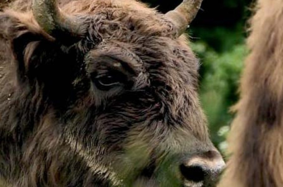 Primul bizon european dintr-o grădină zoologică din România, în programul internaţional de repopulare a bizonilor VIDEO