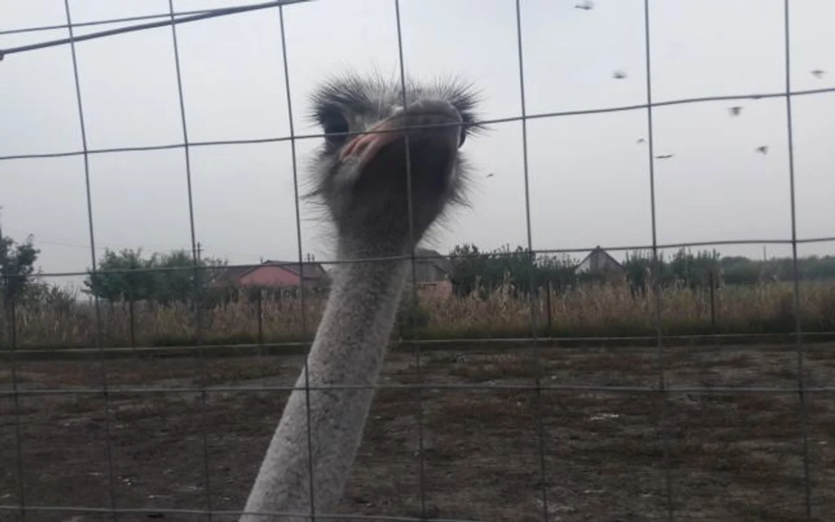 Ferma de struţi de la Iohanisfeld FOTO Ş.Both