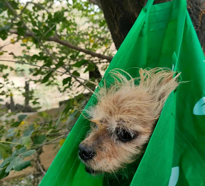 Bichonul a fost salvat de trecător FOTO: Help Lăbuș