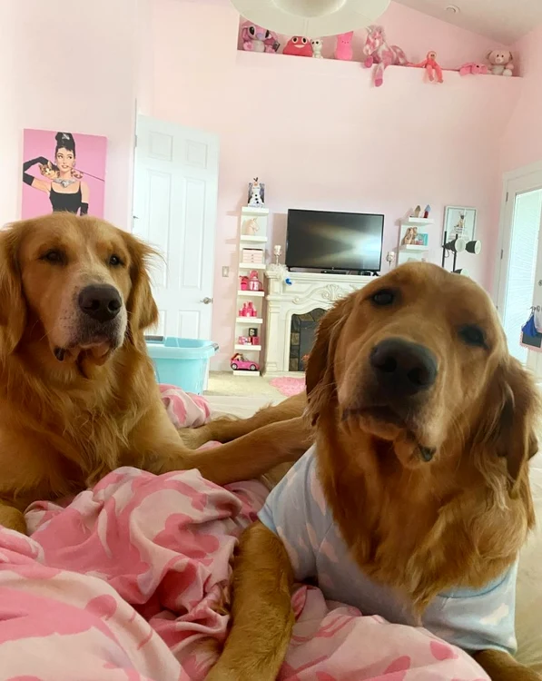 Le-a amenajat celor doi căței câte un dormitor în fiecare casă - foto Instagram