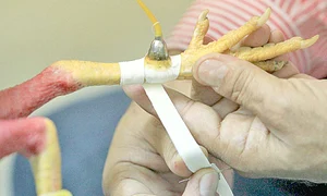 Cocoşii se bat pe viaţă  şi pe moarte în ring (Fotografii: Reuters) jpeg