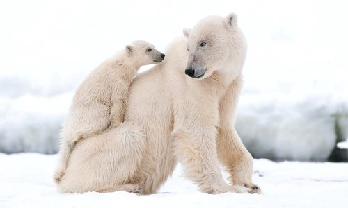 1 79236 original jpg jpeg