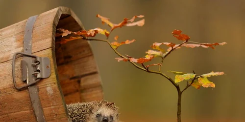 animalele toamna foto boredpanda.com