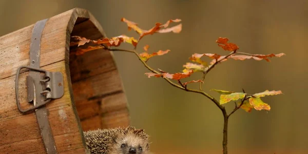 animalele toamna foto boredpanda.com