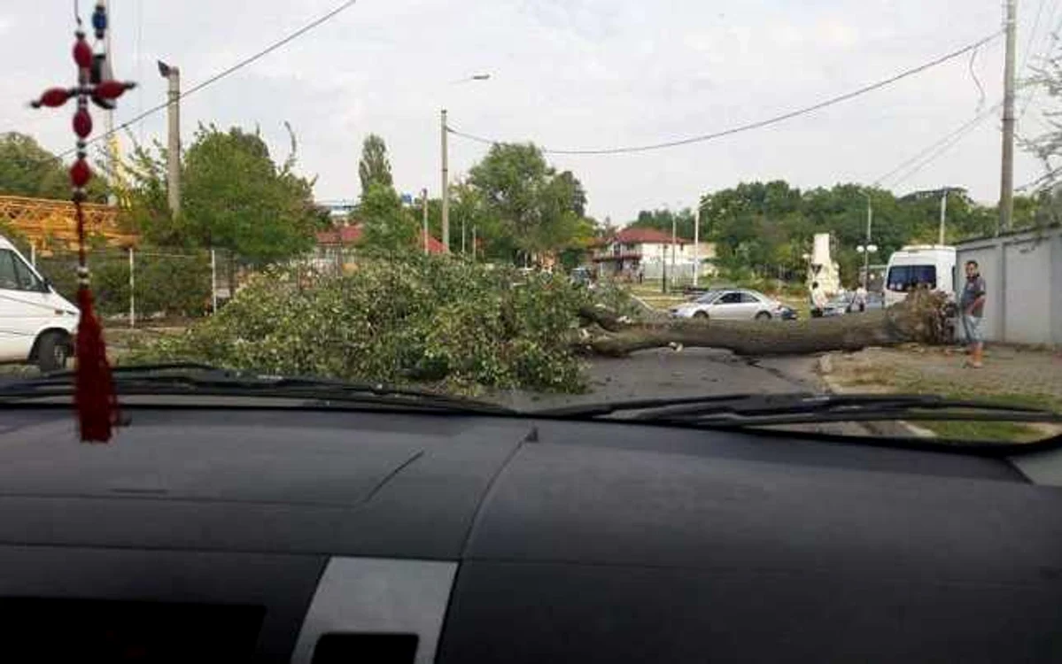 Copacul căzut pe carosabil FOTO Grupul şoferilor din Galaţi/Facebook