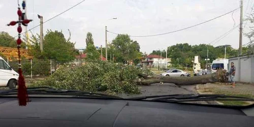 Copacul căzut pe carosabil FOTO Grupul şoferilor din Galaţi/Facebook